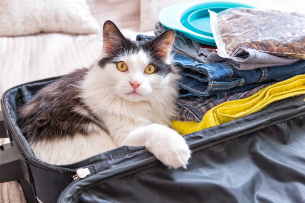 Cat sitting in the suitcase stock photo