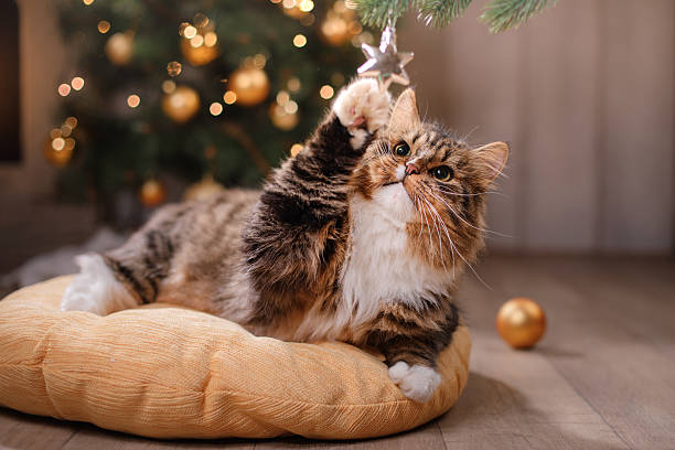 cat sitting on a pillow - christmas cat stockfoto's en -beelden