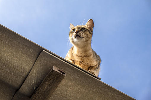 Cat sitting on the roof and Looking at the sky
