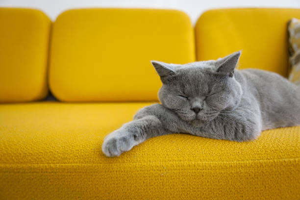 Cat sleeping on a mustard yellow sofa. stock photo
