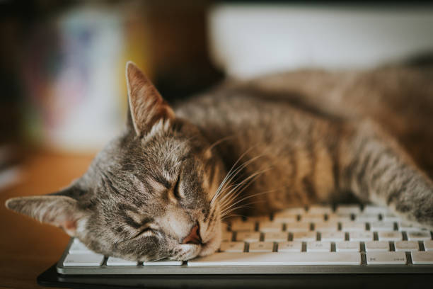 Cat sleeping, resting on computer keyboard. stock photo