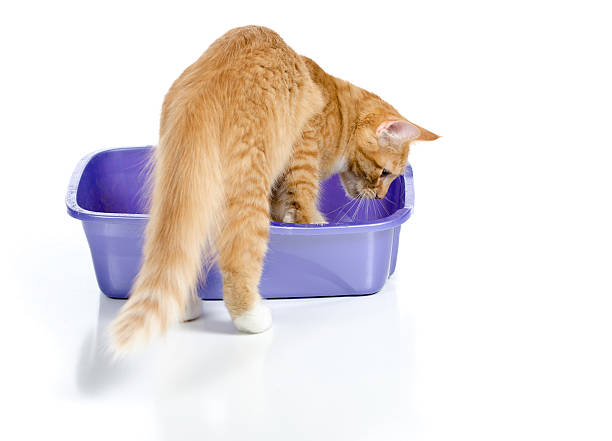 Cat Stepping Into Litter Box stock photo