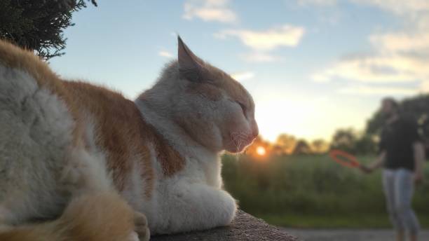 Cat sunset stock photo
