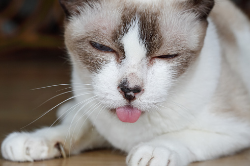 猫の舌がぶら下がっている歯の病気歯痛慢性潰瘍性 Paradental 口内炎 の徴候 水疱性口内炎のストックフォトや画像を多数ご用意 Istock