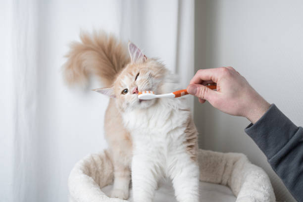 cat tooth brushing cream colored maine coon cat getting teeth brushed by owner animal teeth stock pictures, royalty-free photos & images