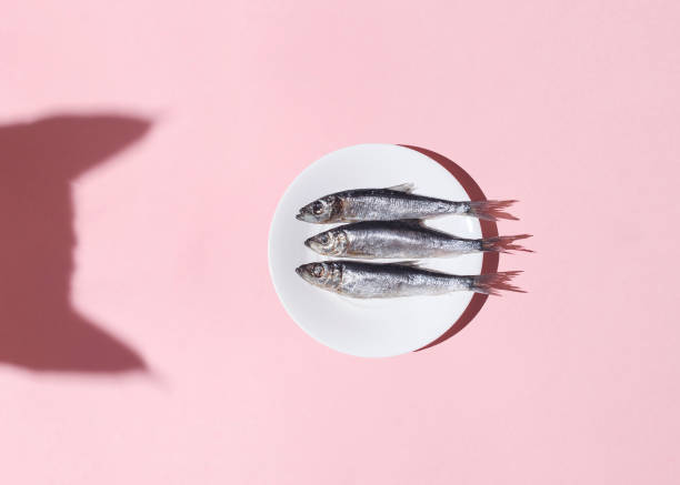 Cat vs fish. Curious cat shadow and plate with silver fish on pink background. Hard light. Top view. Flat lay. Curiousity and food concept stock photo