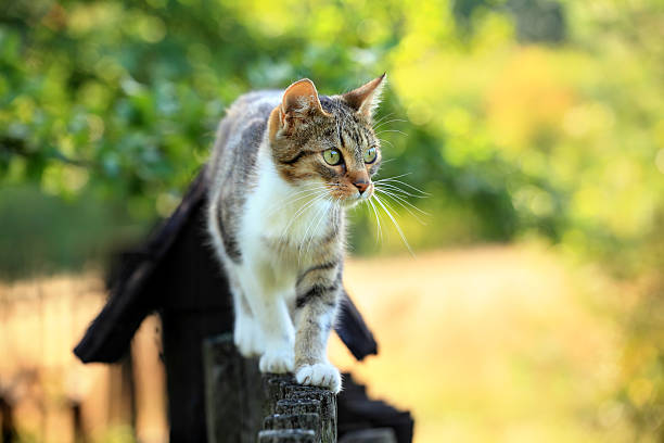 cat walking on fence - katachtigen stockfoto's en -beelden