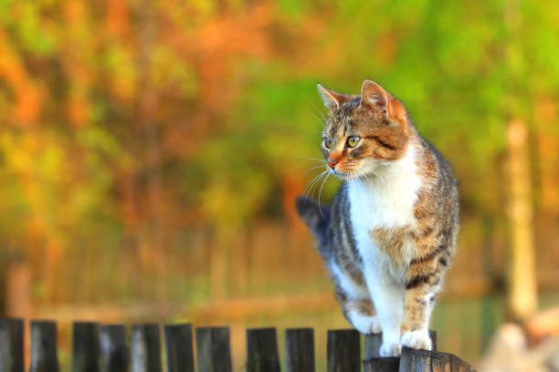 Cat walking on fence stock photo