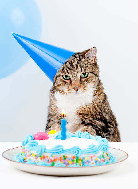 A cat wearing a party hat and sitting in front of a cake Cat Happy Birthday party happy birthday cat stock pictures, royalty-free photos & images