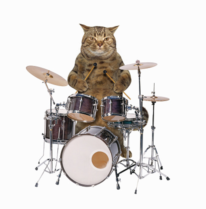 Cat With Drum 1 Stock Photo Download Image Now iStock Cat With Drum 1 Stock Photo Download Image Now iStock