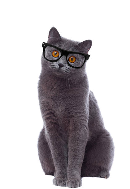 cat with glasses looking curiously stock photo