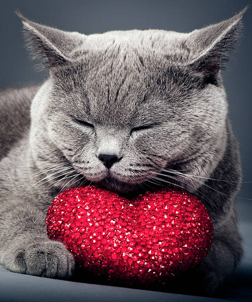Cat with heart British shorthair cat with a heart cat valentine stock pictures, royalty-free photos & images