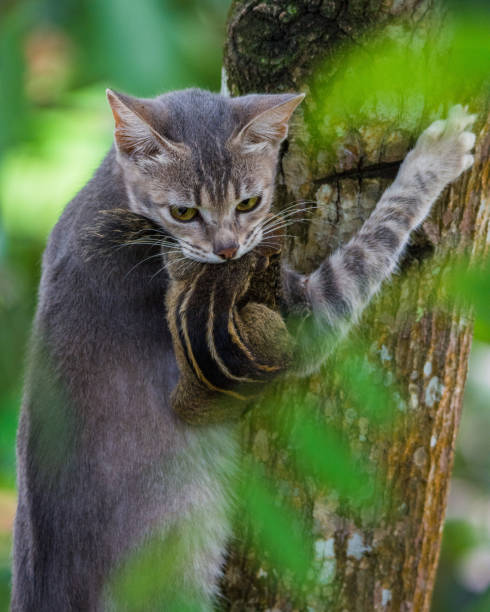 cat with its meal cat with its prey in a tree dead squirrel stock pictures, royalty-free photos & images