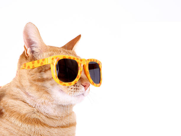 Cat with Sunglasses stock photo