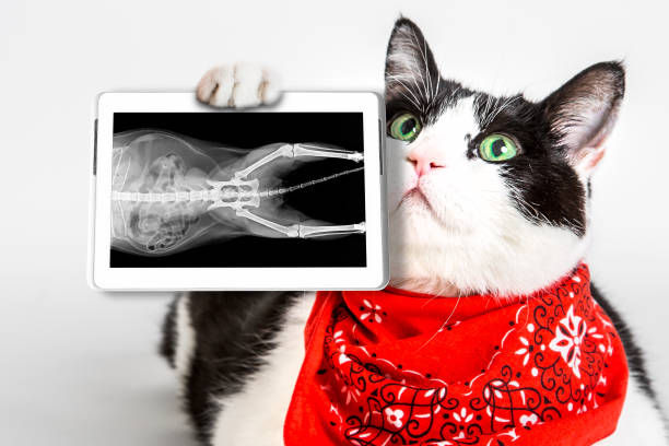 Cat with X-ray plate Portrait of a black and white cat with green eyes, wearing a red bandana, showing its X-ray plate in a tablet. White studio background. Veterinarian orthopedic diagnostic test concept. x ray plates stock pictures, royalty-free photos & images