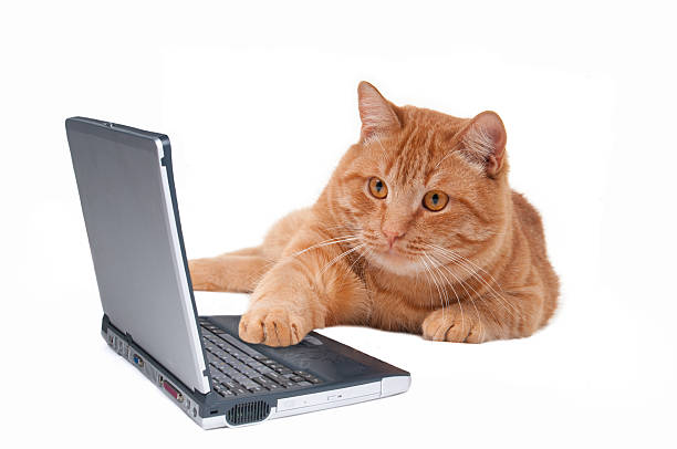 Cat working at the computer stock photo
