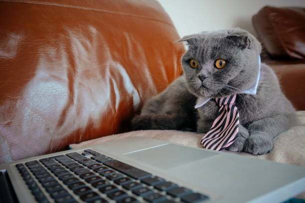 Cat working from home Grey Scottish Fold cat with a tie looking at a laptop screen telecommuting photos stock pictures, royalty-free photos & images