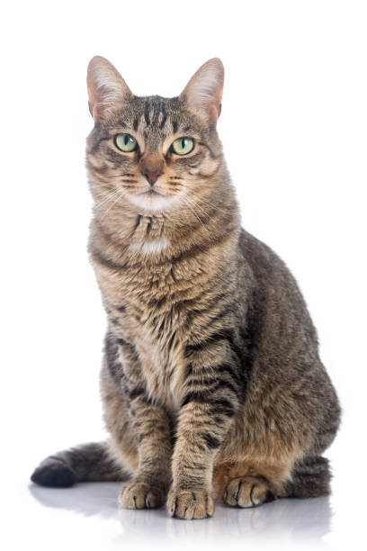 Cat World Cute tabby cat watching you. tabby cat stock pictures, royalty-free photos & images