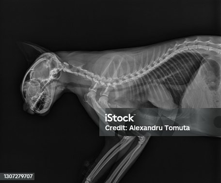 istock Cat X Ray. Thorax Radiograph of a Cat. Head and Neck X Ray Lateral View 1307279707