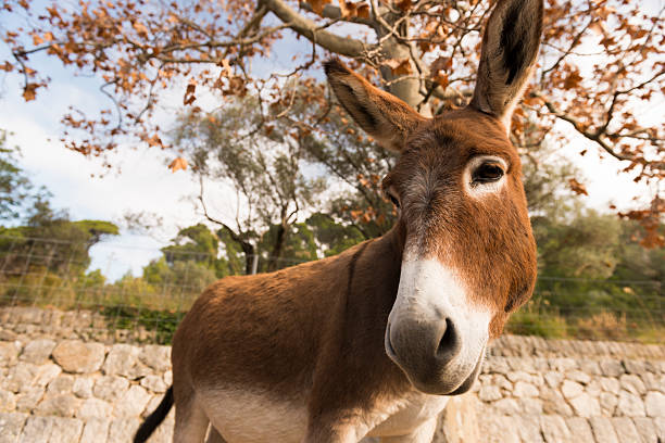 Catalonian donkey stock photo