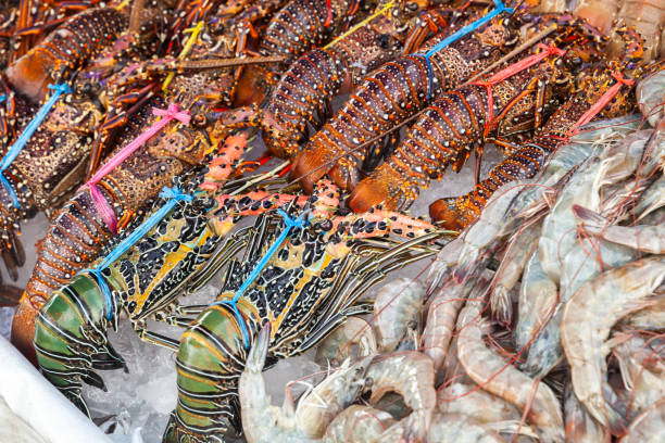 Catch of lobsters and shrimps Catch of lobsters and shrimps lay on counter of the main Fish market of Kota Kinabalu, Malaysia kota rajasthan stock pictures, royalty-free photos & images