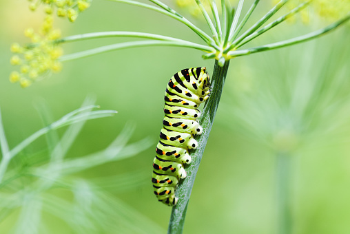 Caterpillar of Black Swallowtail Papilio polyxenes on the dill plant