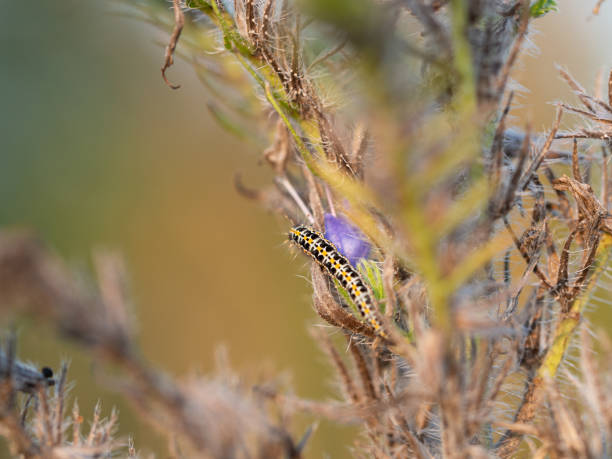  Diurnal  Animals Stock Photos Pictures Royalty Free 