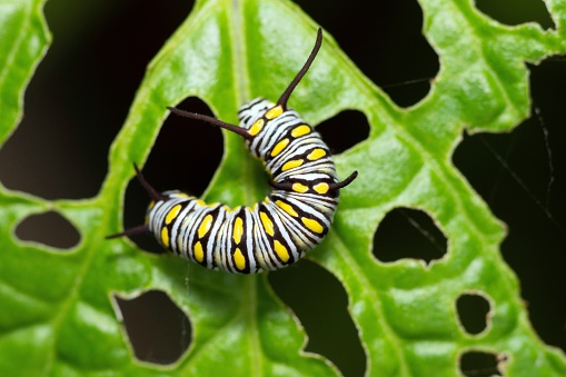 Caterpillar on bitten leaf - animal behavior.