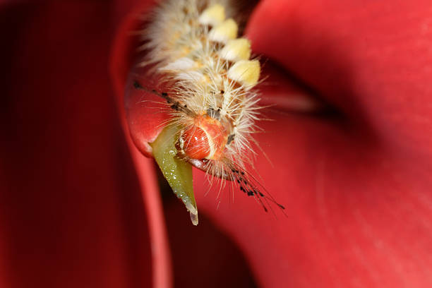 Caterpillar on red flower macro A hungary caterpillar eating a red flower (Erythrina crista-galli) shallow depth of field stetner stock pictures, royalty-free photos & images