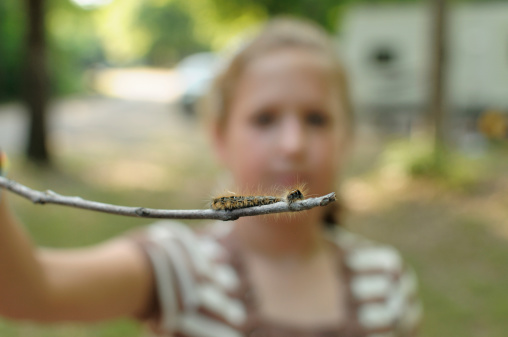 Caterpillar On Stick Held By Girl Stock Photo - Download Image Now - iStock