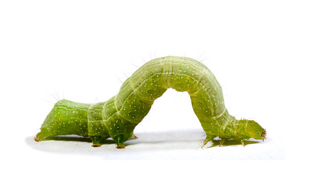 caterpillar no fundo branco - lagarta - fotografias e filmes do acervo