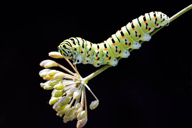 Caterpillar stock photo