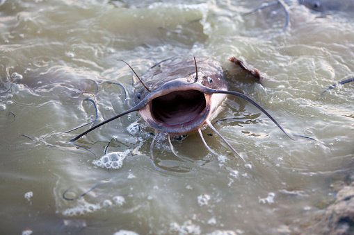 Catfish With His Mouth Open Showing The Lake Stock Photo & More