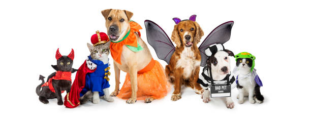Cats and Dogs in Halloween Costumes Web Banner Row of dogs and cats together wearing cute Halloween costumes. Web banner or social media header on white. costume stock pictures, royalty-free photos & images