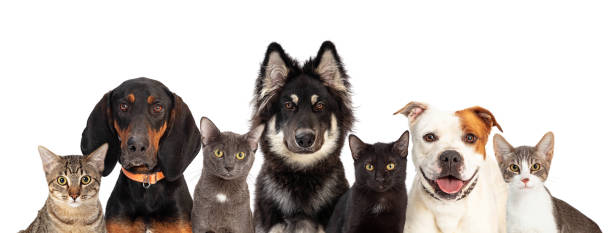 Cats and Dogs Together White Web Banner Row of cats and large dogs close together looking at camera on white web banner with room for text dog and cat stock pictures, royalty-free photos & images