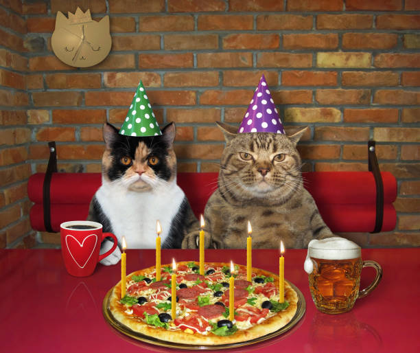 Cats celebrate birthday in cafe The couple of cats in love celebrate a birthday in the restaurant. They eat pizza with seven burning candles and drink beer and coffee. happy birthday cat stock pictures, royalty-free photos & images