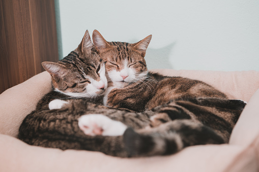 two  tabby cats in embrace lying in cushion
