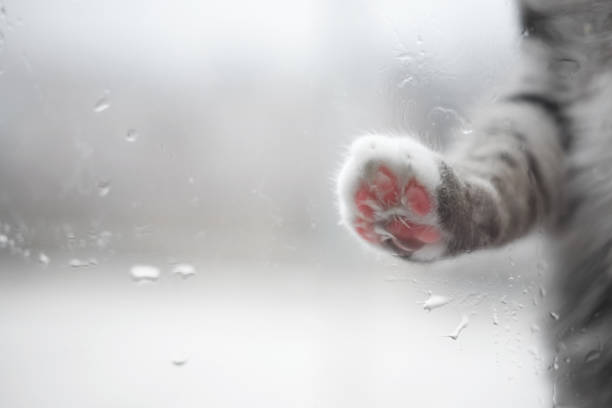 Cat's paw on a rainy window outside, copy space stock photo