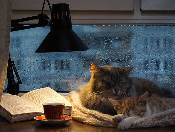 gatos em dormir na janela. - book cat imagens e fotografias de stock