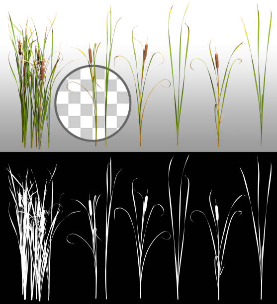 Cattail and reed plant isolated on transparent background via an alpha channel of great precision. High resolution for professional composition PNG Plant. Cut out distaff and bulrush. Very high quality mask without unwanted edge cattail stock pictures, royalty-free photos & images