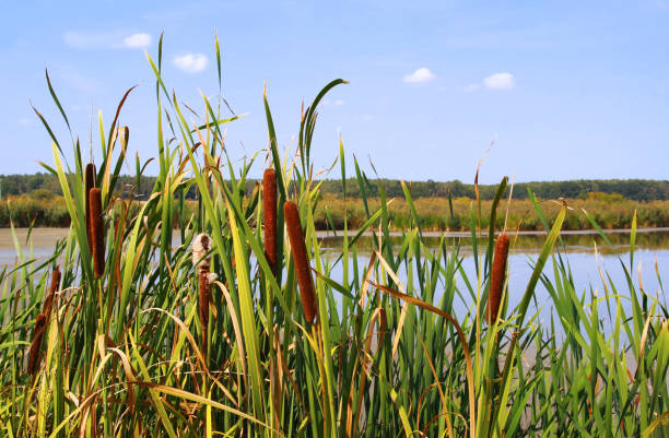 cattail at a pond cattail at a pond, close-up, woodland in the background cattail stock pictures, royalty-free photos & images