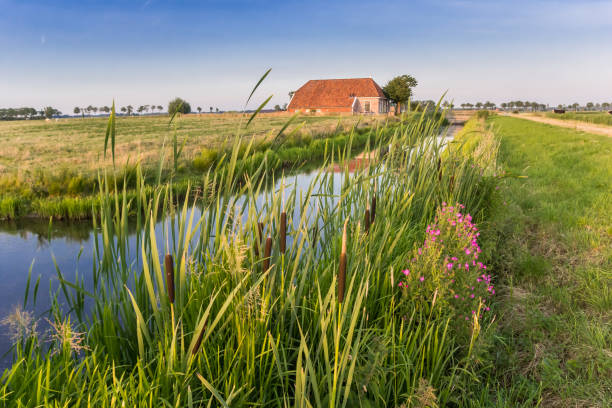 Cattail plants in front of a small farm in Groningen stock photo