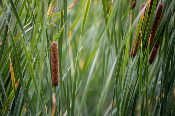 Cattail reeds background stock photo