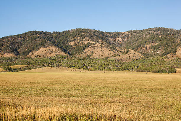Cattle and horses at a mountainside ranch stock photo