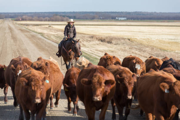 cattle drive cattle drive down a dirt road beef cattle stock pictures, royalty-free photos & images