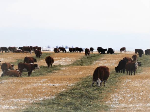 Cattle Eating Hay in a Field During Winter stock photo