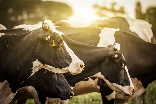 Cattle Grazing in a Feild Dairy cattle grazing in a field with the sun rising in the background. dairy farm stock pictures, royalty-free photos & images