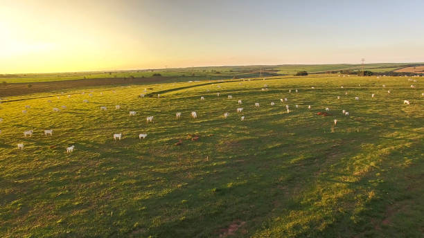 gado que pasta no pasto no por do sol em um pasto verde bonito - gado brasil - fotografias e filmes do acervo