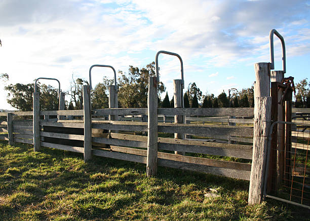 cattle grid stock photo