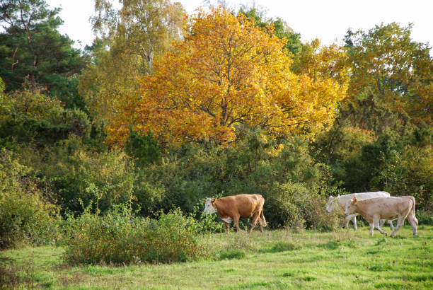 Cattle in a fall colored landscape stock photo